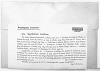Cyphelium lucidum image